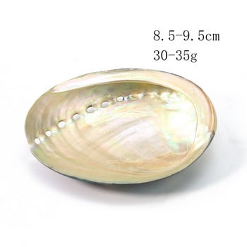 Φυσική Νέα Ζηλανδία Μαύρος Χρυσός Abalone Shell Smooth Luster Scallop Seashell Ναυτικό δείγμα Altar Divination Aquarium Decor