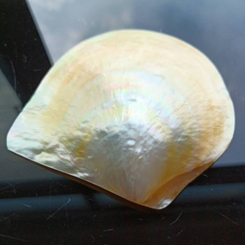Δαχτυλίδι κοσμήματος με κοχύλι με φυσικό γυάλισμα χτενιού Βάση αποθήκευσης με επίδειξη DIY Δίσκος χαβιαριού Πυρήνα γάμου Διακόσμηση σπιτιού