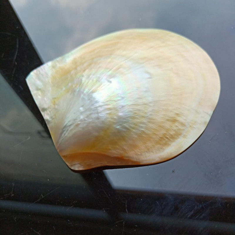 Természetes fésűkagyló polírozó gyöngyház kagyló ékszergyűrű tároló kijelzőállvány barkácsolás kaviár tálca esküvői lakberendezés