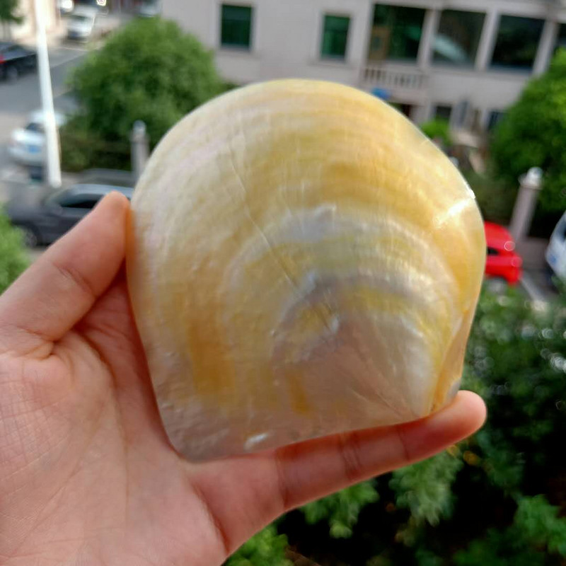 Természetes fésűkagyló polírozó gyöngyház kagyló ékszergyűrű tároló kijelzőállvány barkácsolás kaviár tálca esküvői lakberendezés