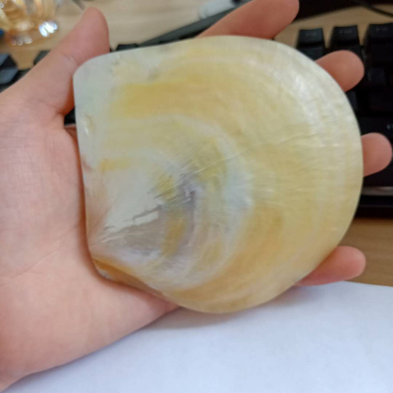 Természetes fésűkagyló polírozó gyöngyház kagyló ékszergyűrű tároló kijelzőállvány barkácsolás kaviár tálca esküvői lakberendezés