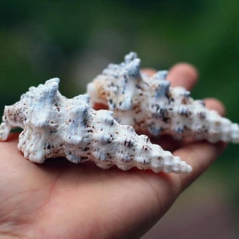 Natural Conch Shell Snail Strange Tower Snails European Crab Snails Ενυδρείο Διακόσμηση τοπίου για δεξαμενές ψαριών