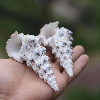 Natural Conch Shell Snail Strange Tower Snails European Crab Snails Ενυδρείο Διακόσμηση τοπίου για δεξαμενές ψαριών