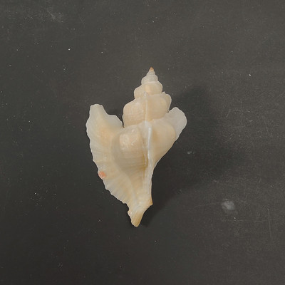 lastúra stredomorské ozdoby fotografický materiál miniatúrna zbierka exemplárov
