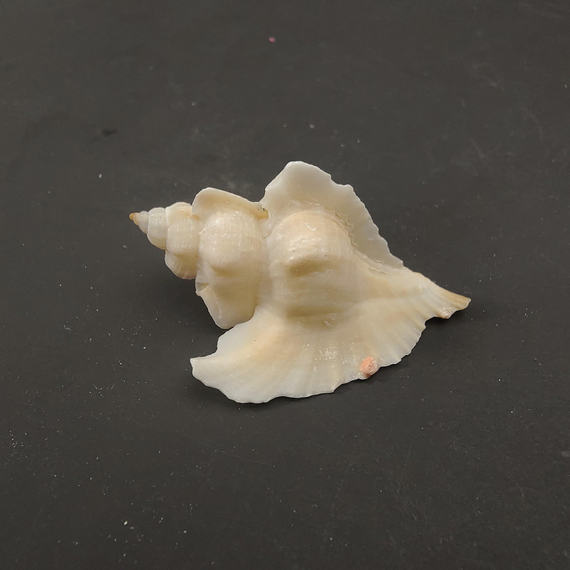 lastúra stredomorské ozdoby fotografický materiál miniatúrna zbierka exemplárov