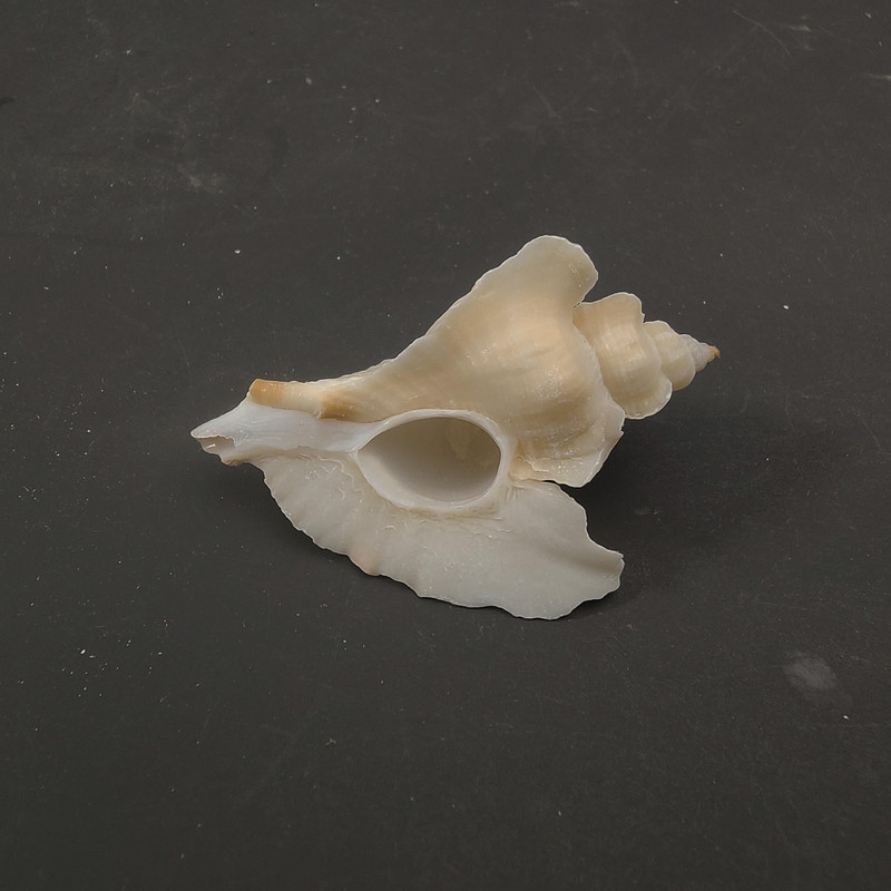 lastúra stredomorské ozdoby fotografický materiál miniatúrna zbierka exemplárov