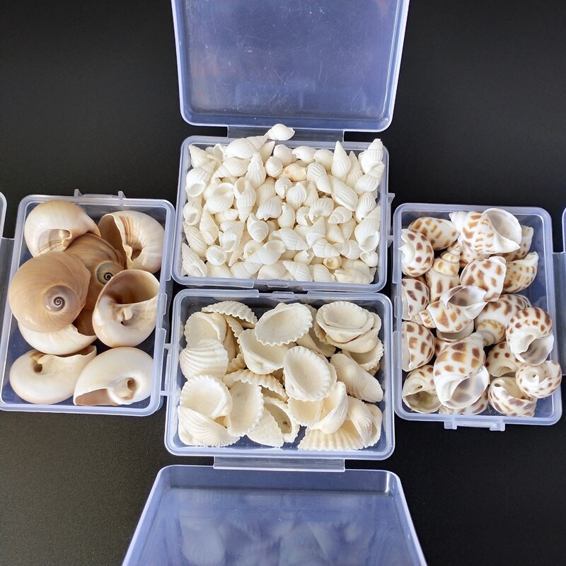 Mix štýlov prírodných mušlí 1-3cm 1 BOX prírodných mušlí mini mušlí kukuričná skrutka nástenná dekorácia DIY akvárium krajina morská hviezda