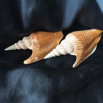 Golden Axe Phoenix Snail 10-12cm Σπάνια Συλλογή Κοχύλι Κόγχη Ποικιλία Κοχύλια βούκινο Διακόσμηση σπιτιού