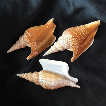 Golden Axe Phoenix Snail 10-12cm Σπάνια Συλλογή Κοχύλι Κόγχη Ποικιλία Κοχύλια βούκινο Διακόσμηση σπιτιού