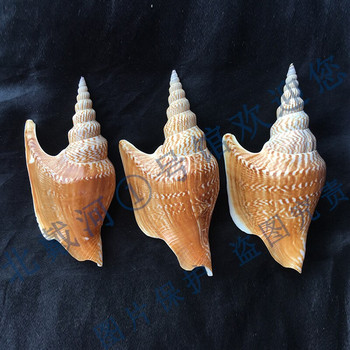 Golden Axe Phoenix Snail 10-12cm Σπάνια Συλλογή Κοχύλι Κόγχη Ποικιλία Κοχύλια βούκινο Διακόσμηση σπιτιού