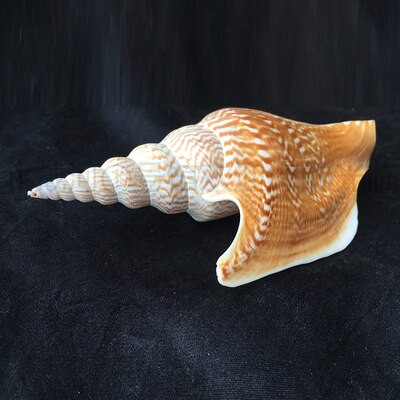 Golden Axe Phoenix Snail 10-12cm Σπάνια Συλλογή Κοχύλι Κόγχη Ποικιλία Κοχύλια βούκινο Διακόσμηση σπιτιού