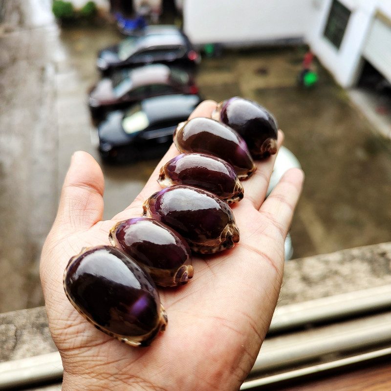 Conchs Seashells Gel Medžiaga Akvariumas Dovana vaikams Namų dekoravimas Žuvų rezervuaro apželdinimas