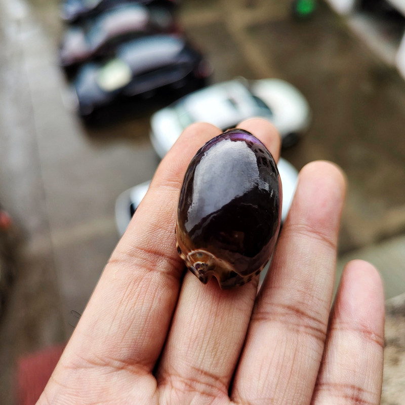 Conchs Seashells Gel Medžiaga Akvariumas Dovana vaikams Namų dekoravimas Žuvų rezervuaro apželdinimas