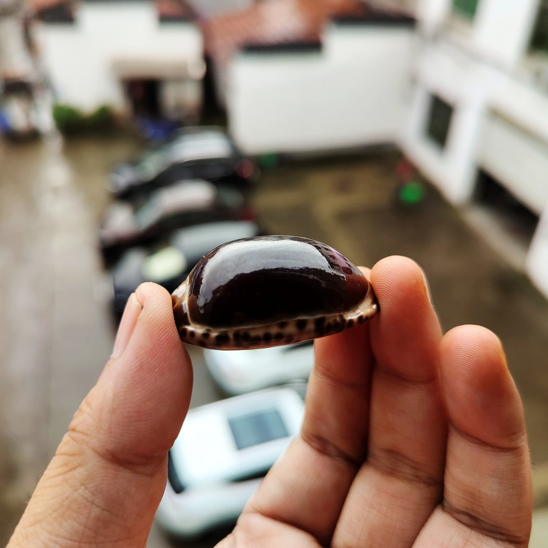 Conchs Seashells Gel Medžiaga Akvariumas Dovana vaikams Namų dekoravimas Žuvų rezervuaro apželdinimas