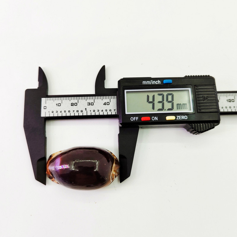 Conchs Seashells Gel Medžiaga Akvariumas Dovana vaikams Namų dekoravimas Žuvų rezervuaro apželdinimas