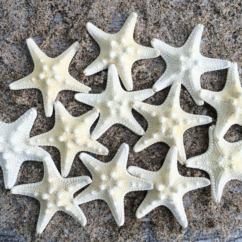 10 bucăți de decorare stele de mare accesorii foto stea de pește uscate naturale stele de mare de nunta decor acasă ornamente de stele de mare accesorii bricolaj