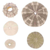 5 vnt. Vandenyno pajūrio kriauklės orinis ananasų puodas Jūrinis jūros kriauklės jūrinis jūrų ežiukas Miniatiūrinis jūrų ežių jūrų ežių amatas