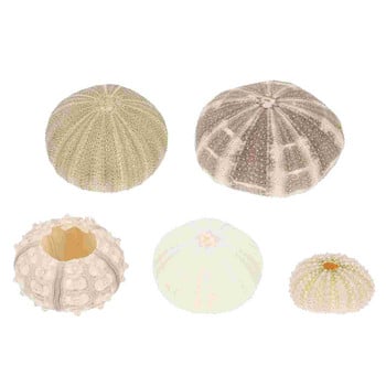 5Pcs Ocean Seaside Shell Air Pineapple Pot Nautical Sea Shell Marine Sea Urchin Miniature Sea Urchin Sea Urchin Craft