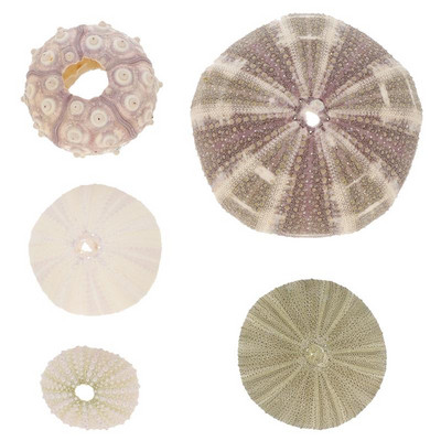 5 vnt. Vandenyno pajūrio kriauklės orinis ananasų puodas Jūrinis jūros kriauklės jūrinis jūrų ežiukas Miniatiūrinis jūrų ežių jūrų ežių amatas