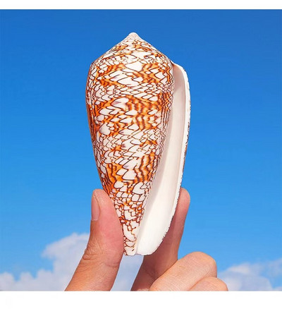 Stredomorská ozdoba na mušľu, fotografiu, materiálovú vedu, vzdelávacie rekvizity, nábytok, kancelársku ozdobu
