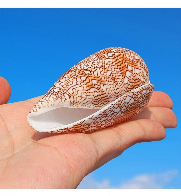 Stredomorská ozdoba na mušľu, fotografiu, materiálovú vedu, vzdelávacie rekvizity, nábytok, kancelársku ozdobu