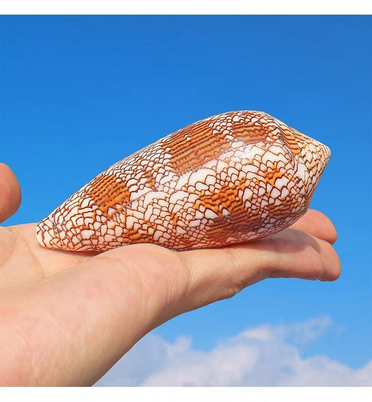 Stredomorská ozdoba na mušľu, fotografiu, materiálovú vedu, vzdelávacie rekvizity, nábytok, kancelársku ozdobu