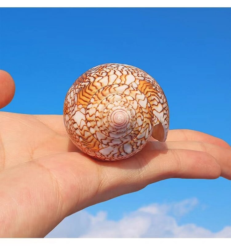 Stredomorská ozdoba na mušľu, fotografiu, materiálovú vedu, vzdelávacie rekvizity, nábytok, kancelársku ozdobu