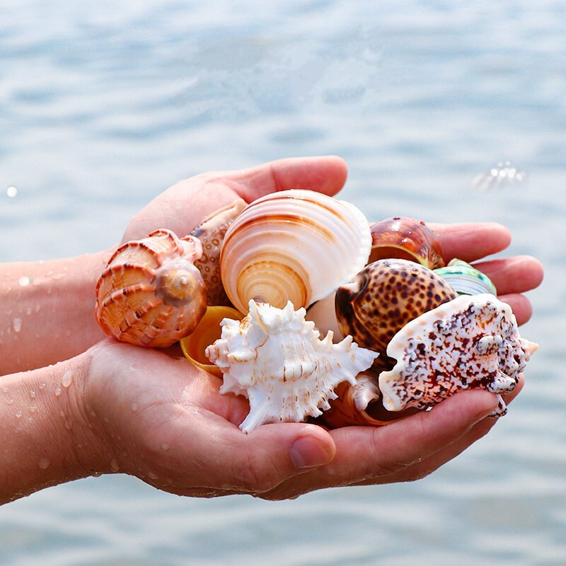 DIY spiralna školjka Školjke s rupama Prirodna plaža Kućni nautički obrt Ukrasi za rukotvorine Nakit Narukvica Ogrlica Morska zvijezda