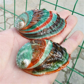 Φυσικό κοχύλι βούκινο Πολύχρωμο κοχύλι Abalone Fish Tank Aquarium Διακόσμηση τοπίου 6-7 εκ. Μεσογειακά στολίδια Χειροτεχνία Δώρο