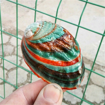 Φυσικό κοχύλι βούκινο Πολύχρωμο κοχύλι Abalone Fish Tank Aquarium Διακόσμηση τοπίου 6-7 εκ. Μεσογειακά στολίδια Χειροτεχνία Δώρο
