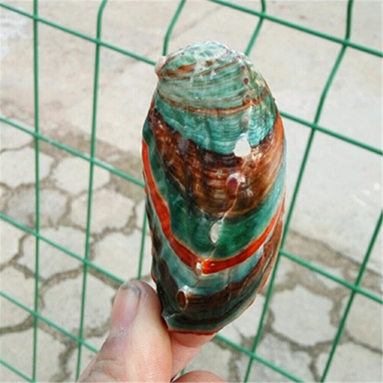 Cochilii de caracol naturală Cochilii de abalone colorate pentru acvariu Decor peisagistic 6-7 Cm Ornamente mediteraneene Artizanat Cadou