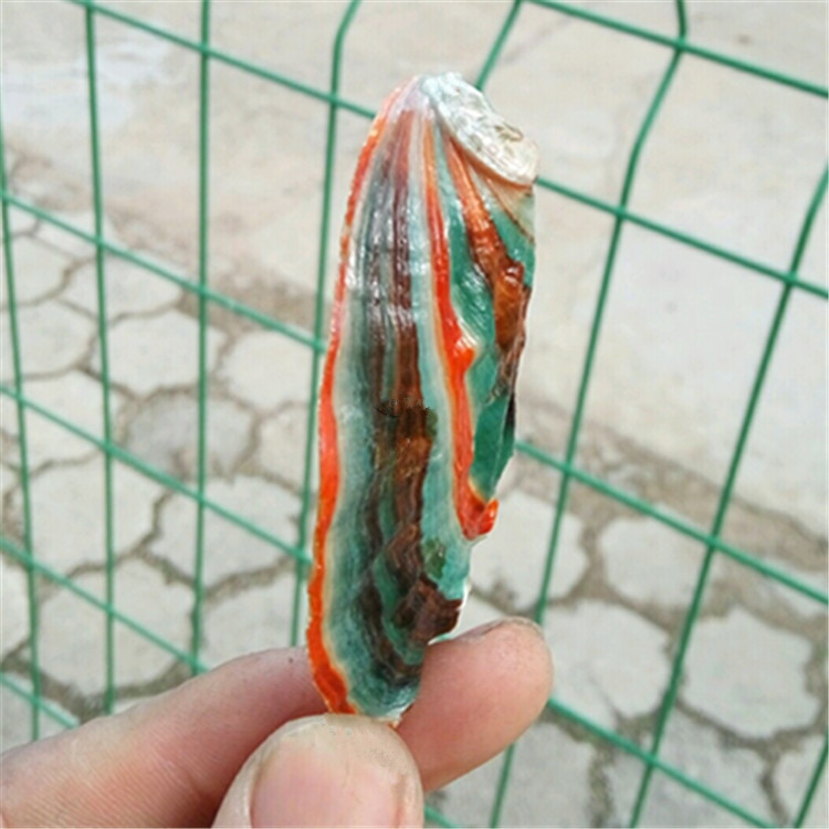 Cochilii de caracol naturală Cochilii de abalone colorate pentru acvariu Decor peisagistic 6-7 Cm Ornamente mediteraneene Artizanat Cadou