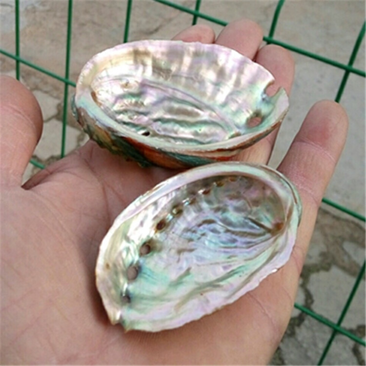 Cochilii de caracol naturală Cochilii de abalone colorate pentru acvariu Decor peisagistic 6-7 Cm Ornamente mediteraneene Artizanat Cadou