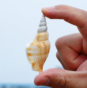 36 vnt Auksinio kirvio kriauklė Natūralus apvalkalas, rankų darbo „pasidaryk pats“ dreifuojantis butelis akvariumo peizažas Viduržemio jūros regiono papuošalai namų dekoravimui