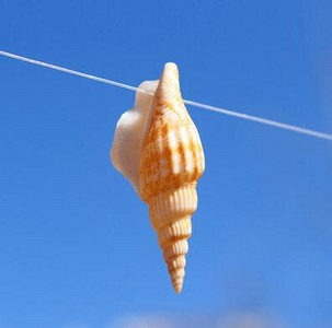 36 vnt Auksinio kirvio kriauklė Natūralus apvalkalas, rankų darbo „pasidaryk pats“ dreifuojantis butelis akvariumo peizažas Viduržemio jūros regiono papuošalai namų dekoravimui