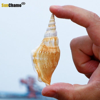 36 τμχ Golden Axe Conch Natural Shell Creative Handmade DIY Drifting Bottle Aquarium Scenery Mediterranean Ornaments Διακόσμηση σπιτιού