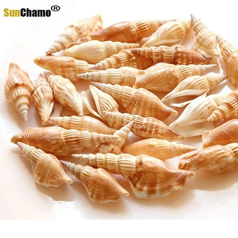 36 vnt Auksinio kirvio kriauklė Natūralus apvalkalas, rankų darbo „pasidaryk pats“ dreifuojantis butelis akvariumo peizažas Viduržemio jūros regiono papuošalai namų dekoravimui