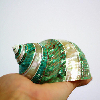 11cm Shell Crafts Φυσικό Πράσινο Τουρμπάνι Κοχύλια Κοχύλια Μεσογειακά Διακοσμητικά Σαλιγκάρι Δώρο Θαλασσινό Ενυδρείο Coral Συλλεκτικό B1A9