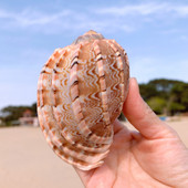 Naujas jūros sraigės natūralus kiautas, didelis kriauklys, akvariumo dekoravimas, ruloninis vėžiagyvių veisimas, Viduržemio jūros regiono kriauklių vazonas