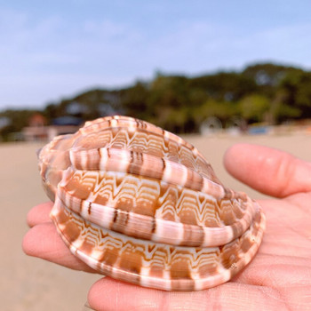 Νέο θαλάσσιο σαλιγκάρι Φυσικό κέλυφος Μεγάλη βούκινο Δεξαμενή ψαριών Διακόσμηση Ενυδρείου Ρολό Οστρακόδερμα Εκτροφής Μεσογειακό Έπιπλα Γλαστρών