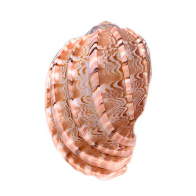 Naujas jūros sraigės natūralus kiautas, didelis kriauklys, akvariumo dekoravimas, ruloninis vėžiagyvių veisimas, Viduržemio jūros regiono kriauklių vazonas