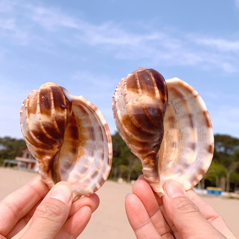 Naujas jūros sraigės natūralus kiautas, didelis kriauklys, akvariumo dekoravimas, ruloninis vėžiagyvių veisimas, Viduržemio jūros regiono kriauklių vazonas