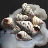 Colectie de scoici de caracolai de aproximativ 3 cm melc fata colorata / melc de bomboane din mare