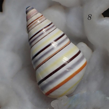Συλλογή κοχυλιών από κόγχη περίπου 3 cm πολύχρωμο κορίτσι σαλιγκάρι / καραμέλα σαλιγκάρι από τη θάλασσα