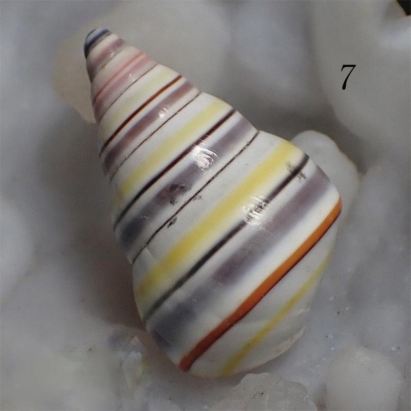 Colectie de scoici de caracolai de aproximativ 3 cm melc fata colorata / melc de bomboane din mare