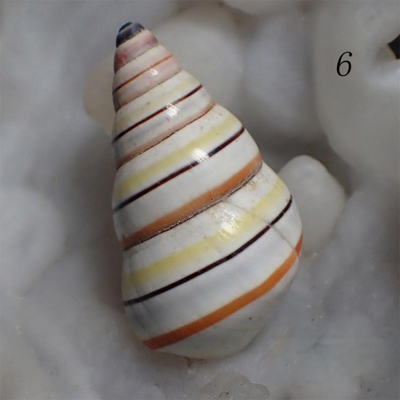 Colectie de scoici de caracolai de aproximativ 3 cm melc fata colorata / melc de bomboane din mare