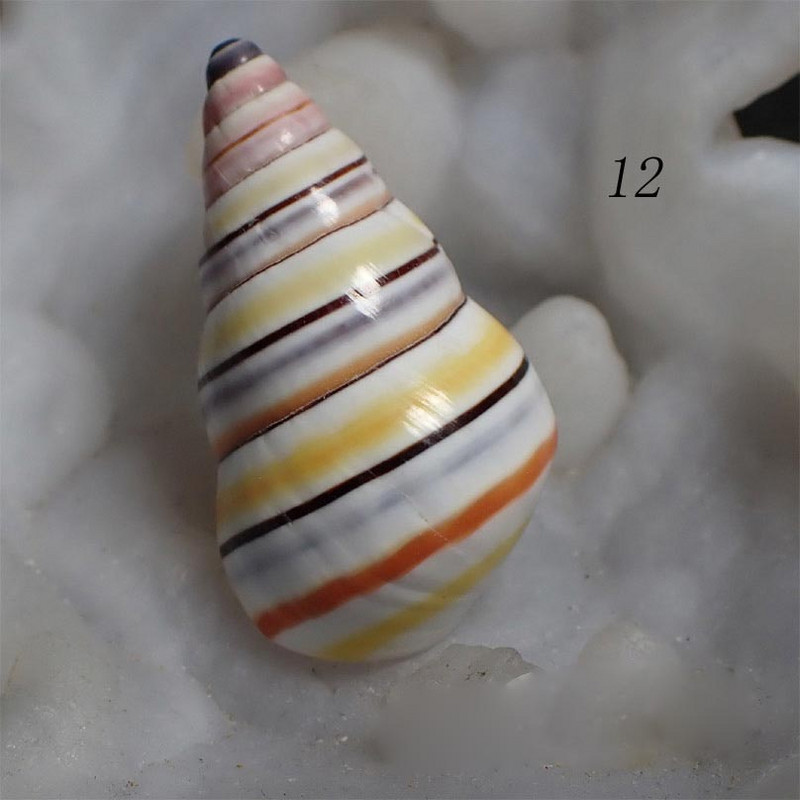 Colectie de scoici de caracolai de aproximativ 3 cm melc fata colorata / melc de bomboane din mare