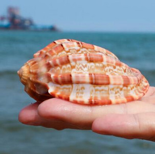 Slimák klavír Prírodná lastúra Stočený mäkkýš Krab pustovník Mäsitý kvetináč Akvárium Terénna dekorácia Remeslá Námorné
