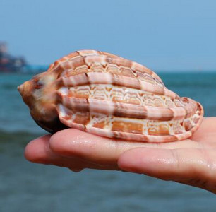 Slimák klavír Prírodná lastúra Stočený mäkkýš Krab pustovník Mäsitý kvetináč Akvárium Terénna dekorácia Remeslá Námorné