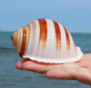 Slimák klavír Prírodná lastúra Stočený mäkkýš Krab pustovník Mäsitý kvetináč Akvárium Terénna dekorácia Remeslá Námorné